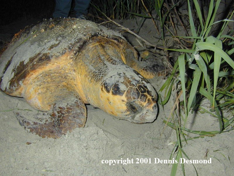 Loggerhead Sea Turtle (Caretta caretta) {!--붉은바다거북-->; DISPLAY FULL IMAGE.