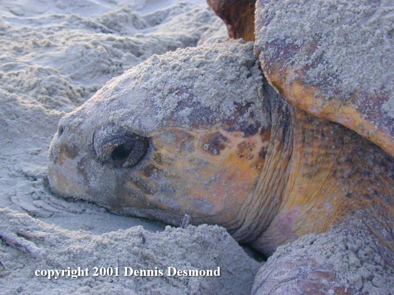 Loggerhead Sea Turtle (Caretta caretta) {!--붉은바다거북-->; DISPLAY FULL IMAGE.