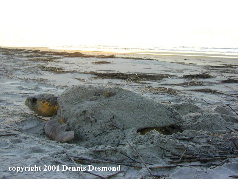 Loggerhead Sea Turtle (Caretta caretta) {!--붉은바다거북-->; DISPLAY FULL IMAGE.