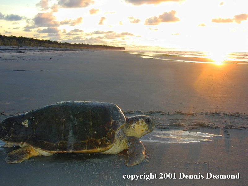 Loggerhead Sea Turtle (Caretta caretta) {!--붉은바다거북-->; DISPLAY FULL IMAGE.