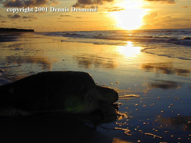 Loggerhead Sea Turtle (Caretta caretta) {!--붉은바다거북-->; DISPLAY FULL IMAGE.