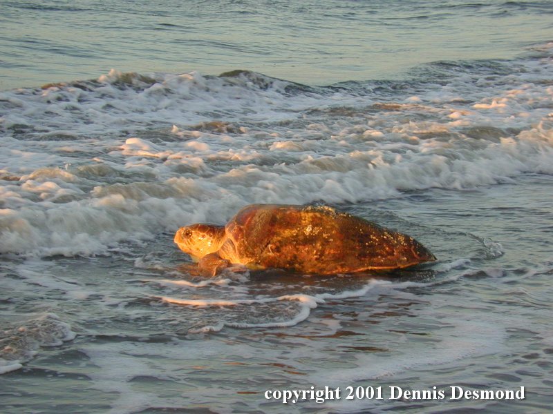 Loggerhead Sea Turtle (Caretta caretta) {!--붉은바다거북-->; DISPLAY FULL IMAGE.