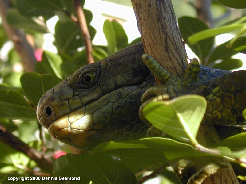 Prehensile-tailed Skink (Corucia zebrata) {!--꼬리말기도마뱀-->; DISPLAY FULL IMAGE.