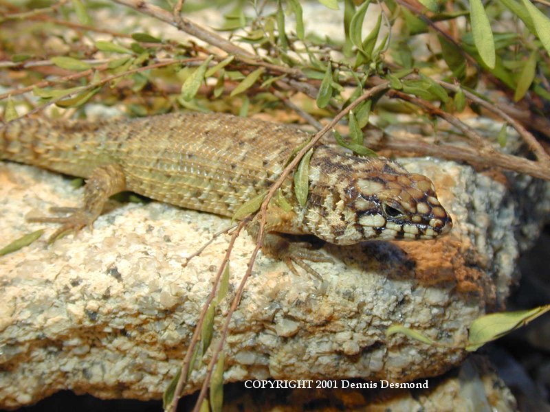 Hosmer's skink (Egernia hosmeri) {!--호스머도마뱀-->; DISPLAY FULL IMAGE.