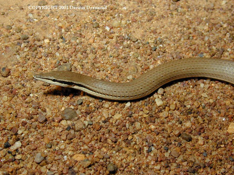 Burton's Legless Lizard (Lialis burtonis) {!--뾰족코무족도마뱀-->; DISPLAY FULL IMAGE.