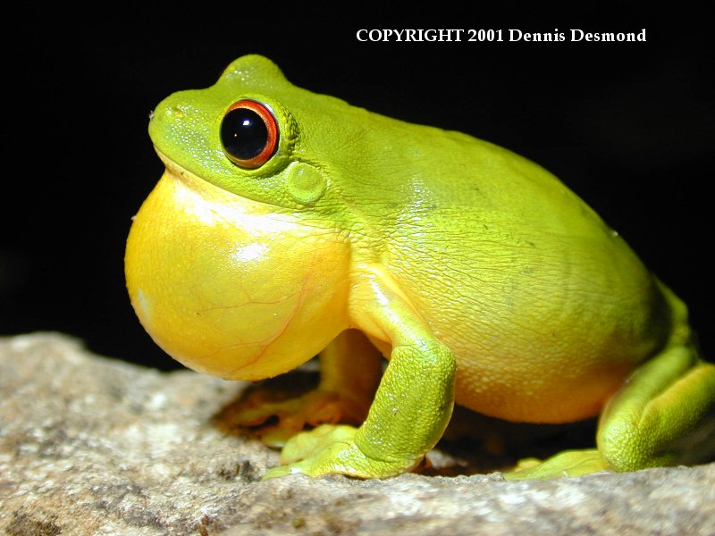 Southern Orange-eyed Treefrog (Litoria chloris) {!--호주붉은눈청개구리-->; DISPLAY FULL IMAGE.