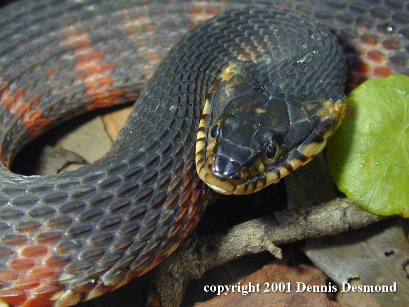 Banded Watersnake (Nerodia fasciata fasciata) {!--남방물뱀-->; DISPLAY FULL IMAGE.