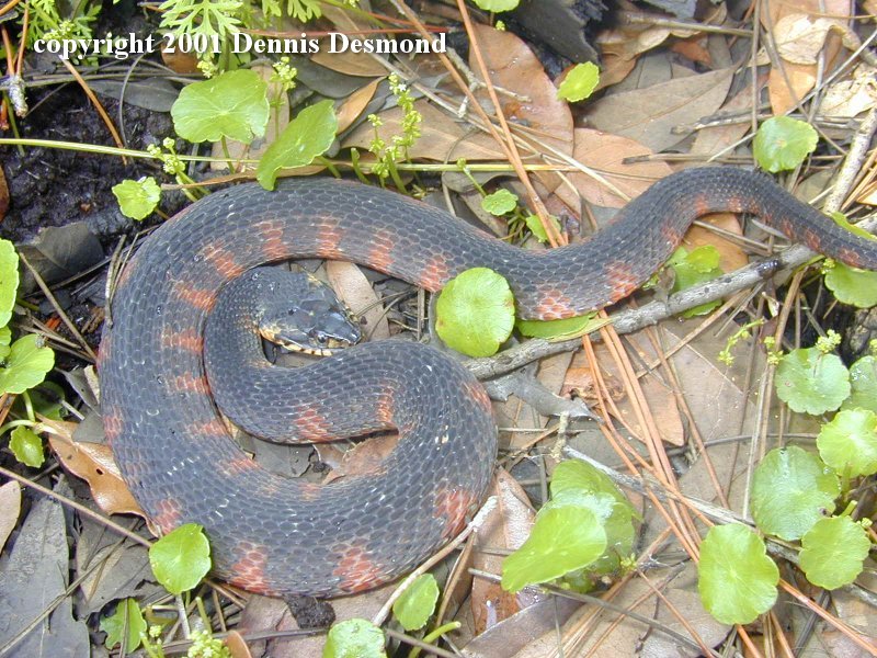 Banded Watersnake (Nerodia fasciata fasciata) {!--남방물뱀-->; DISPLAY FULL IMAGE.