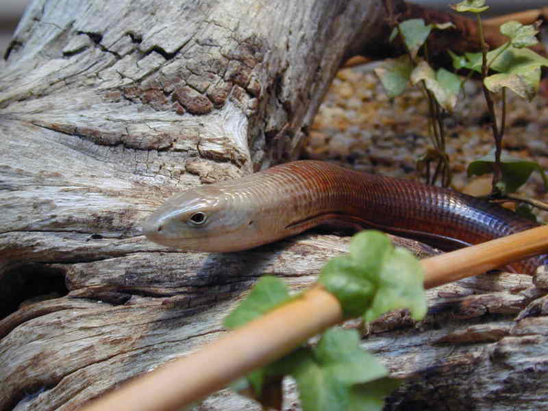 European Legless Lizard (Ophisaurus apodus) {!--유럽뱀도마뱀-->; DISPLAY FULL IMAGE.