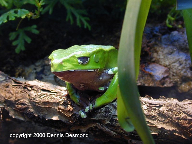 Painted-belly Leaf Frog (Phyllomedusa sauvagii) {!--광대원숭이개구리-->; DISPLAY FULL IMAGE.