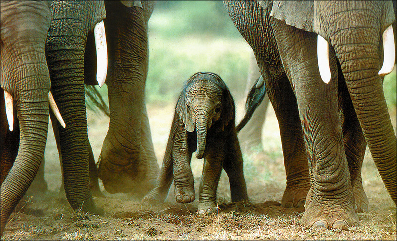 African Elephant (Loxodonta africana) calf {!--아프리카코끼리-->; DISPLAY FULL IMAGE.