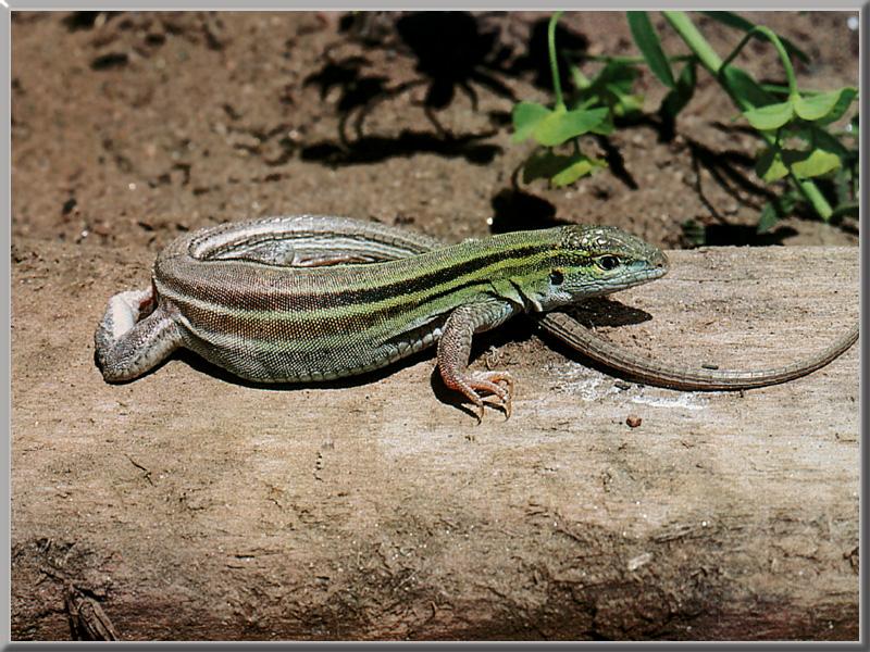 Six-lined Racerunner (Cnemidophorus sexlineatus) {!--여섯줄도마뱀-->; DISPLAY FULL IMAGE.