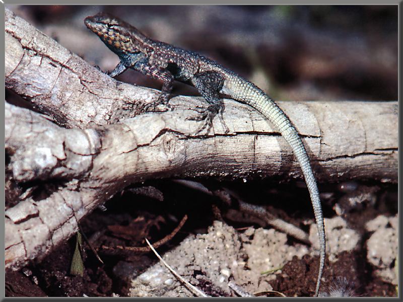 Side-blotched Lizard (Uta stansburiana){!--우타도마뱀-->; DISPLAY FULL IMAGE.
