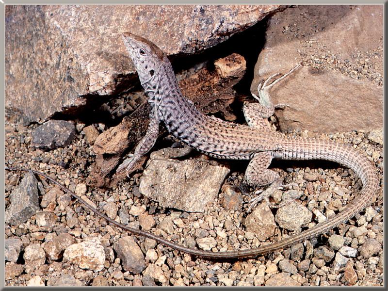 Western Whiptail (Cnemidophorus tigris) {!--호랑채찍꼬리도마뱀-->; DISPLAY FULL IMAGE.