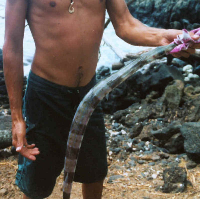 Trumpetfish; DISPLAY FULL IMAGE.