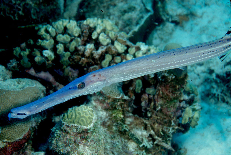 Trumpetfish; DISPLAY FULL IMAGE.