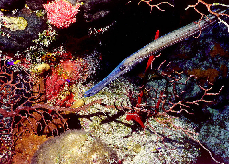 Trumpetfish; DISPLAY FULL IMAGE.