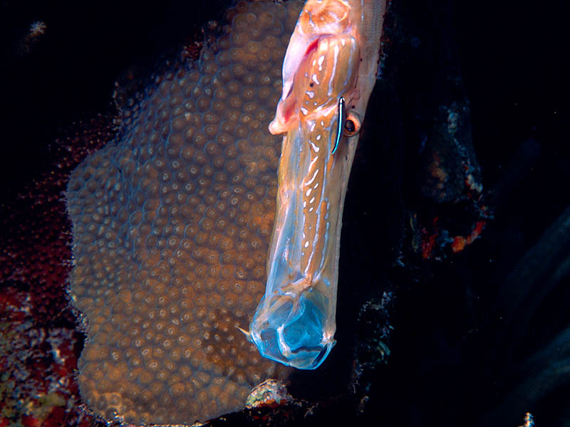 Trumpetfish Cleaned by Tiny Goby on a Reef near Belize; DISPLAY FULL IMAGE.