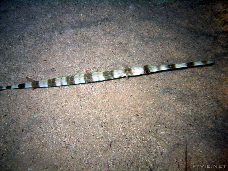 Trumpetfish; DISPLAY FULL IMAGE.