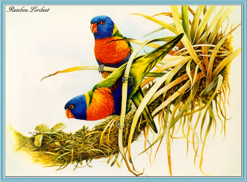 [Eric Shepherd] Rainbow Lorikeet (Trichoglossus haematodus) {!--무지개진홍앵무(호주)-->; DISPLAY FULL IMAGE.