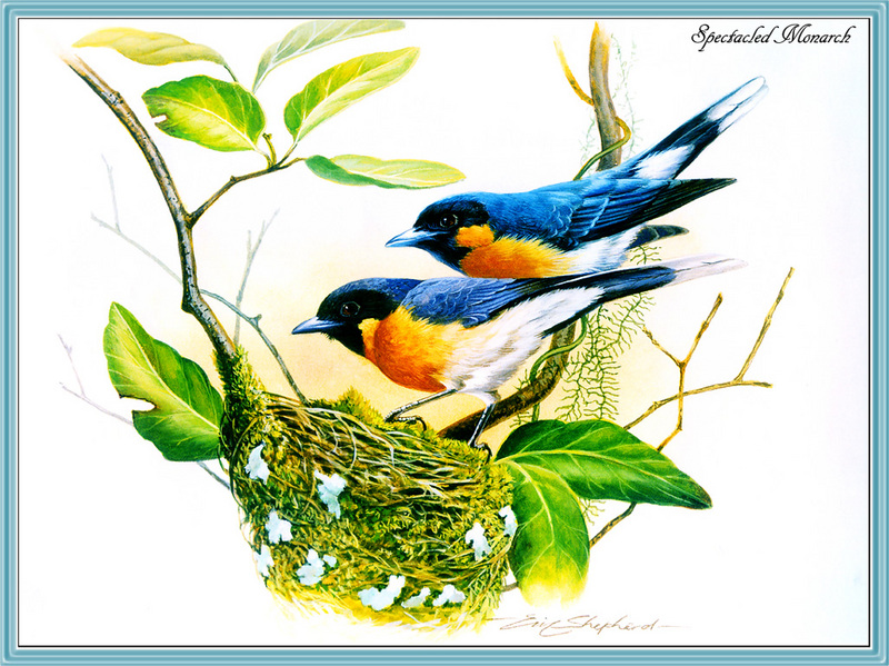 [Eric Shepherd] Spectacled Monarch (Monarcha trivirgatus) {!--붉은가슴까치딱새(호주)-->; DISPLAY FULL IMAGE.