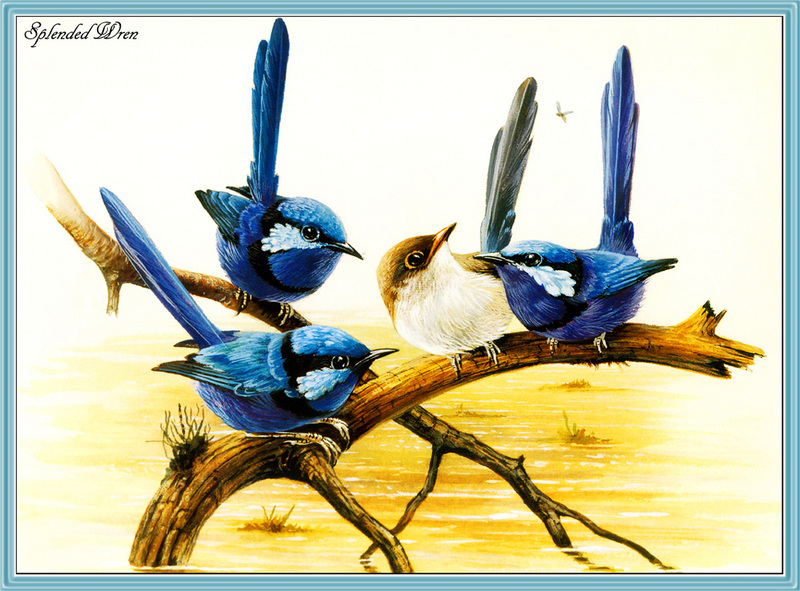 [Eric Shepherd] Splendid Fairy-wren (Malurus splendens) {!--서부요정굴뚝새(호주)-->; DISPLAY FULL IMAGE.