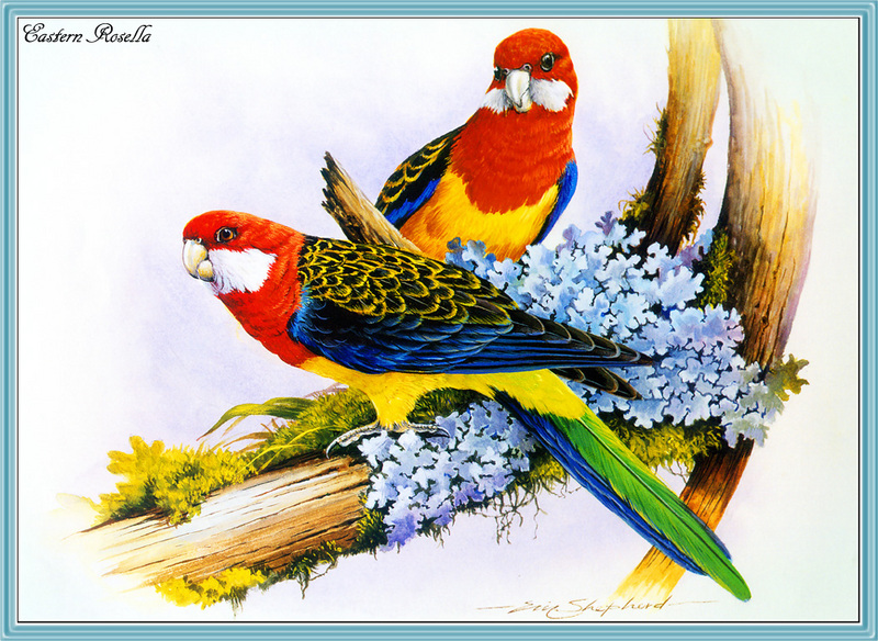 [Eric Shepherd] Eastern Rosella (Platycercus eximius) {!--큰장미앵무(호주)-->; DISPLAY FULL IMAGE.