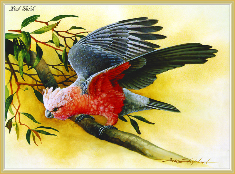 [Eric Shepherd] Galah (Eolophus roseicapillus) {!--갈라관앵무(--冠鸚鵡)(호주)-->; DISPLAY FULL IMAGE.