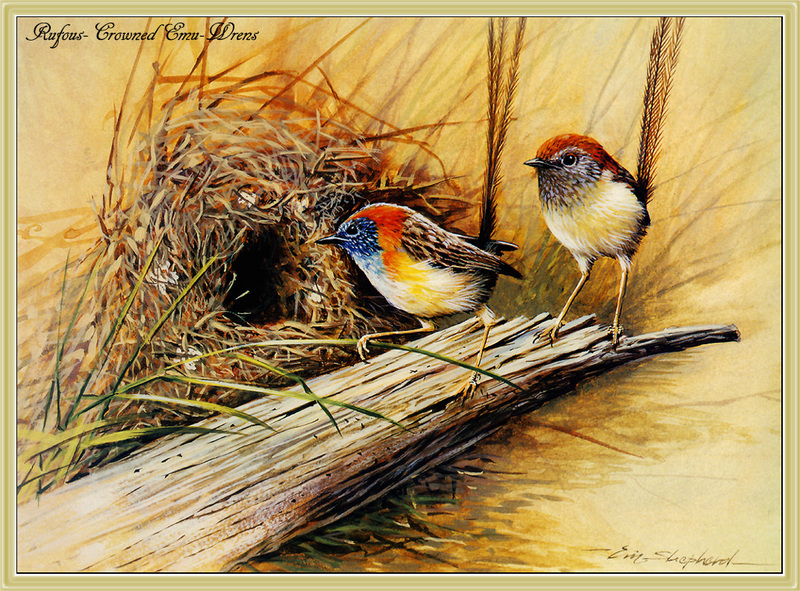 [Eric Shepherd] Rufous-crowned Emuwren (Stipiturus ruficeps) {!--붉은머리에뮤굴뚝새(호주)-->; DISPLAY FULL IMAGE.