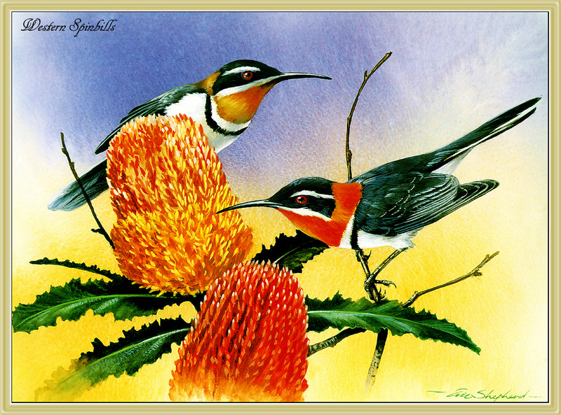[Eric Shepherd] Western Spinebill (Acanthorhynchus superciliosus) {!--꿀빨기새과(Meliphagidae), 서부가시부리(호주)-->; DISPLAY FULL IMAGE.