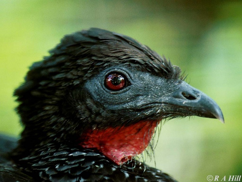 Spix's Guan (Penelope jacquacu) {!--스픽스구안(아마존)-->; DISPLAY FULL IMAGE.