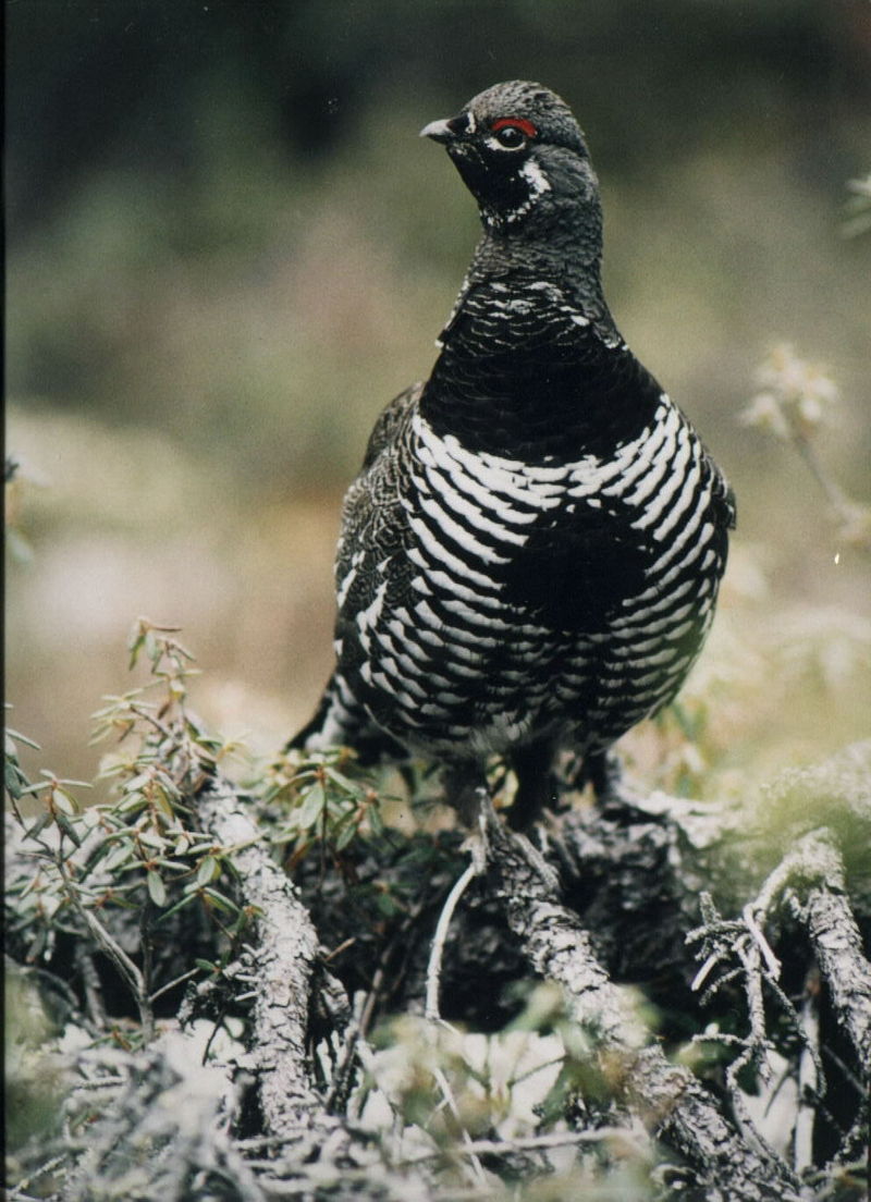 Spruce Grouse (Dendragapus canadensis) {!--가문비뇌조(---雷鳥)-->; DISPLAY FULL IMAGE.