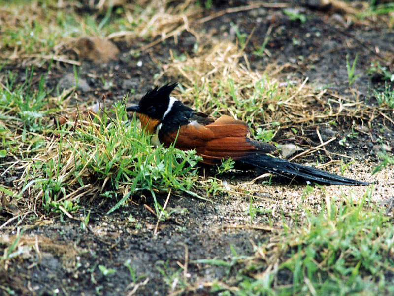 밤색날개뻐꾸기 Clamator coromandus (Chestnut-winged Cuckoo); DISPLAY FULL IMAGE.