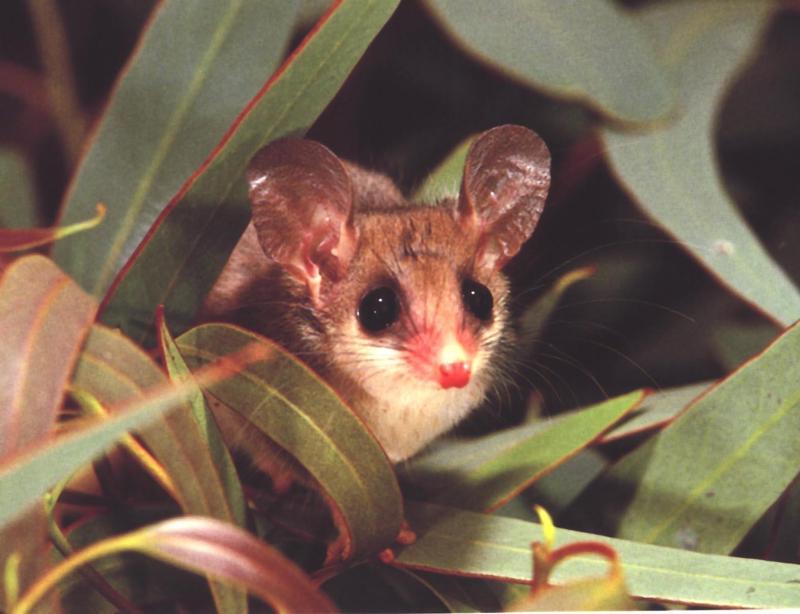 Pygmy-possum (Burramuyidae) {!--꼬마주머니쥐과-->; DISPLAY FULL IMAGE.