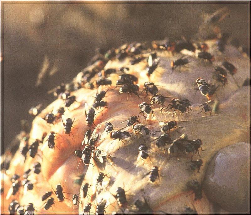 Flesh Flies (Sarcophagidae) {!--쉬파리과-->; DISPLAY FULL IMAGE.