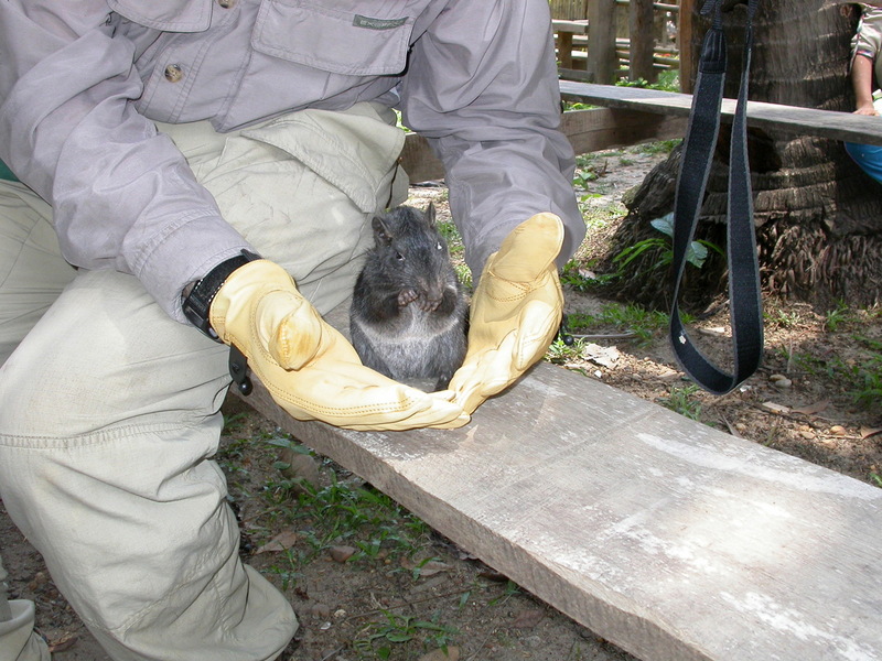 Laotian Rock Rat (Laonastes aenigmamus) {!--쥐다람쥐-->; DISPLAY FULL IMAGE.