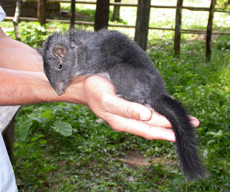 Laotian Rock Rat (Laonastes aenigmamus) {!--쥐다람쥐-->; DISPLAY FULL IMAGE.