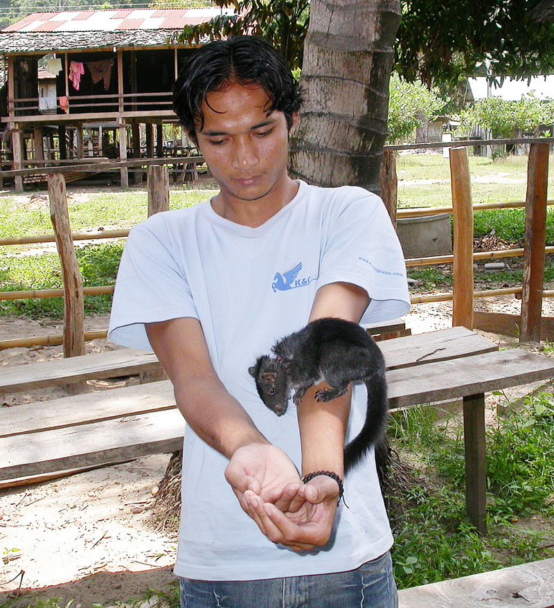 Laotian Rock Rat (Laonastes aenigmamus) {!--쥐다람쥐-->; DISPLAY FULL IMAGE.