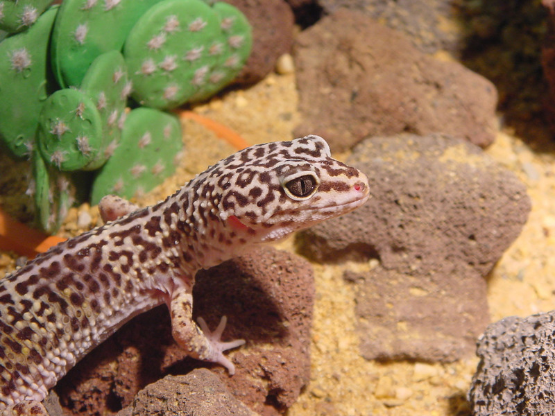 Leopard Gecko (Eublepharis macularius); DISPLAY FULL IMAGE.