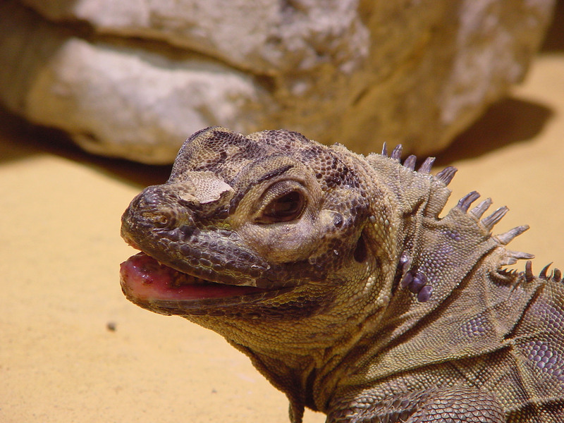 Desert Iguana (Dipsosaurus dorsalis); DISPLAY FULL IMAGE.