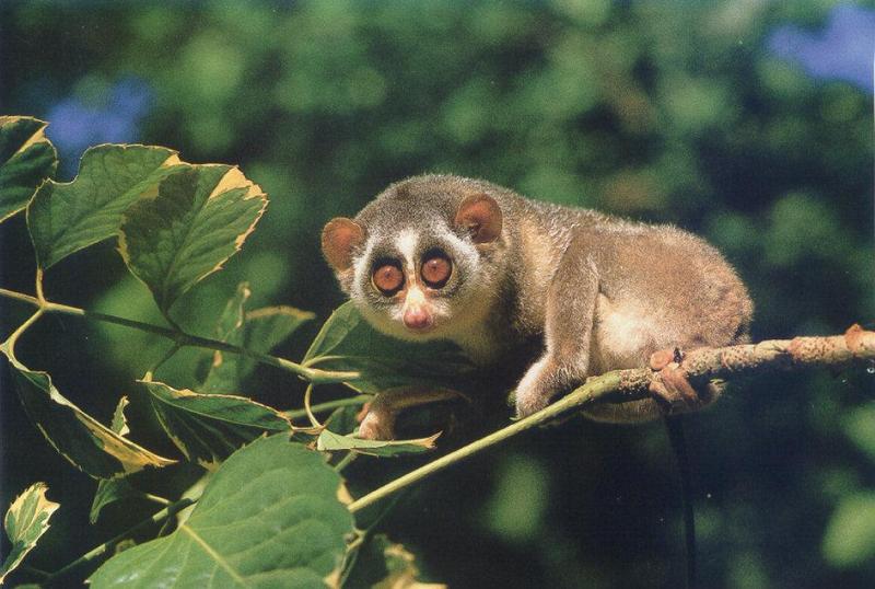 Slender Loris (Loris tardigradus) {!--홀쭉이로리스-->; DISPLAY FULL IMAGE.