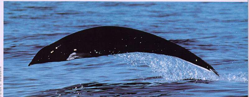 Northern Right Whale Dolphin (Lissodelphis borealis) {!--고추돌고래-->; DISPLAY FULL IMAGE.