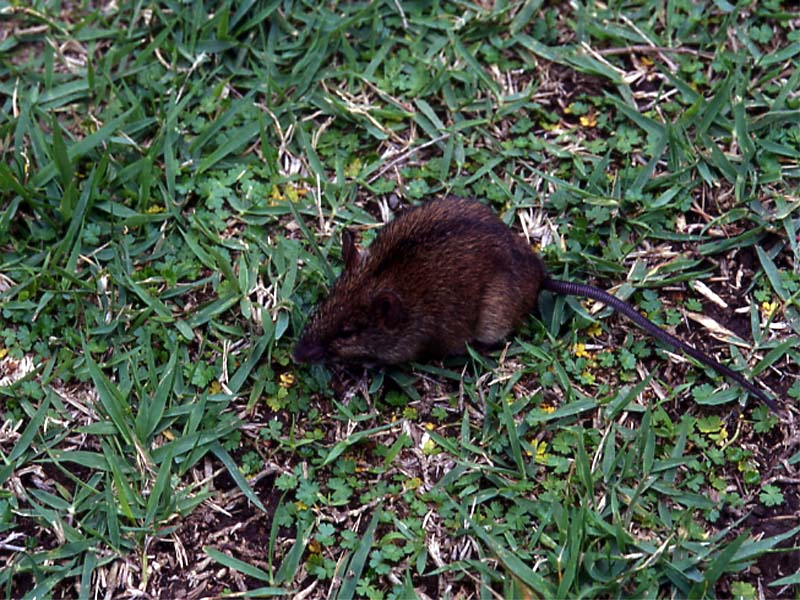 제주등줄쥐 Apodemus chejuensis (Cheju striped field mouse); DISPLAY FULL IMAGE.