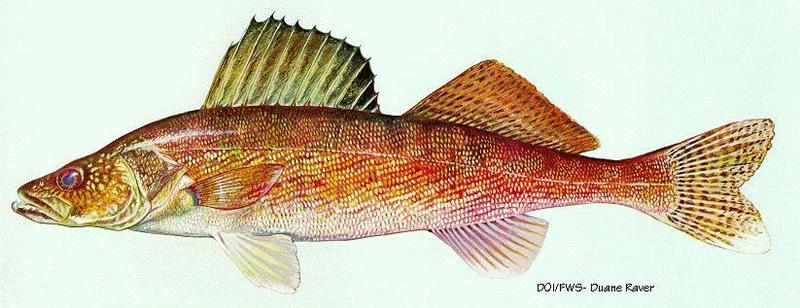 Walleye (Sander vitreus); DISPLAY FULL IMAGE.