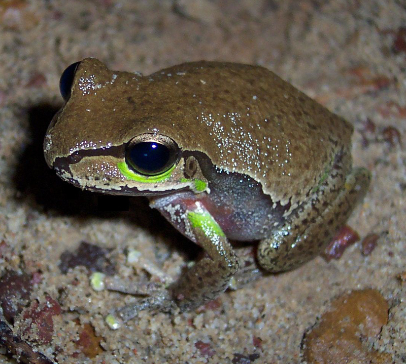 Blue Mountains Tree Frog (Litoria citropa) - Wiki; DISPLAY FULL IMAGE.
