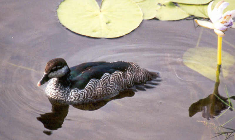 Green Pygmy Goose (Nettapus pulchellus); DISPLAY FULL IMAGE.