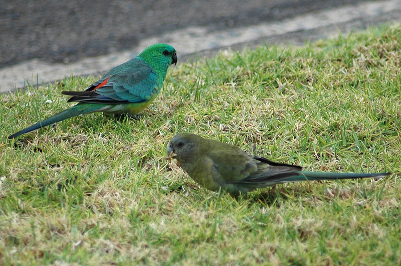 Red-rumped Parrot (Psephotus haematonotus) - Wiki; DISPLAY FULL IMAGE.