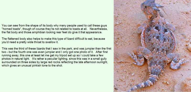 Desert Horned Lizard; DISPLAY FULL IMAGE.