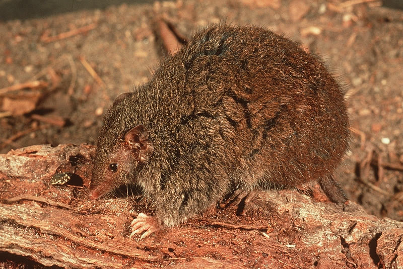 Brown Antechinus (Antechinus stuartii); DISPLAY FULL IMAGE.