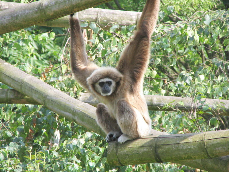 Lar Gibbon (Hylobates lar) {!--흰손긴팔원숭이-->; DISPLAY FULL IMAGE.